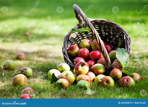 Pfel Im Korb Stockbild Bild Von Landschaft Fr Chte