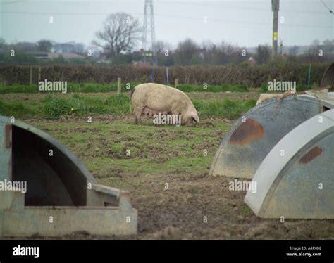 piggin  res stock photography  images alamy