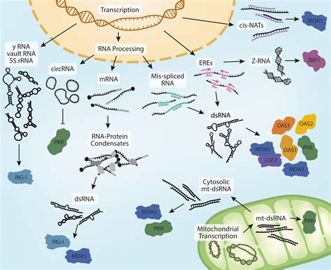 Frontiers Activation Of Cytosolic Rna Sensors By Endogenous Ligands