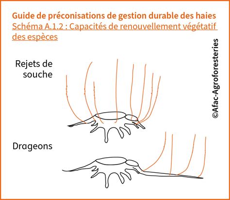 A Capacit S De Renouvellement V G Tatif Des Esp Ces Afac