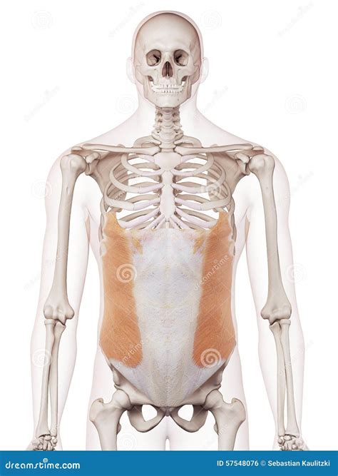 External Oblique Anatomy Muscles Stock Photo Cartoondealer