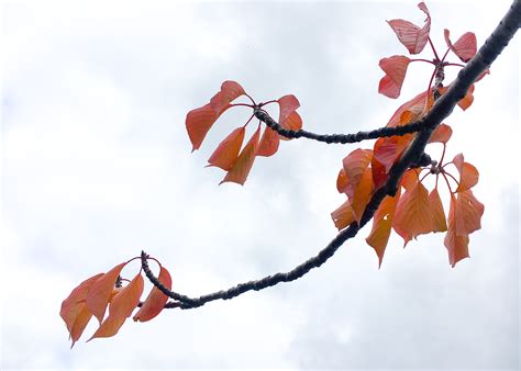 Colour me Autumn. Tree Chameleons of Tasmania. – CHRISTINA NIELSEN