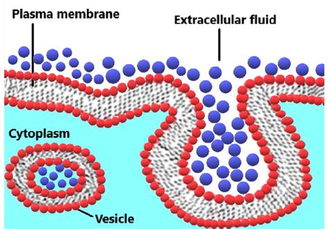 Cellular Uptake And Endocytosis Pinocytosis Process Download Scientific Diagram