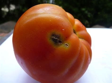 Production De Tomate En Agriculture Biologique Grab