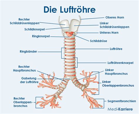 Luftröhre Trachea Aufbau und Funktion Medi Karriere