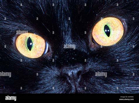 Domestic Cat House Cat Felis Silvestris F Catus Eyes Stock Photo