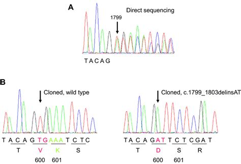 Sequence Analysis Of Braf Exon Electropherograms From Direct