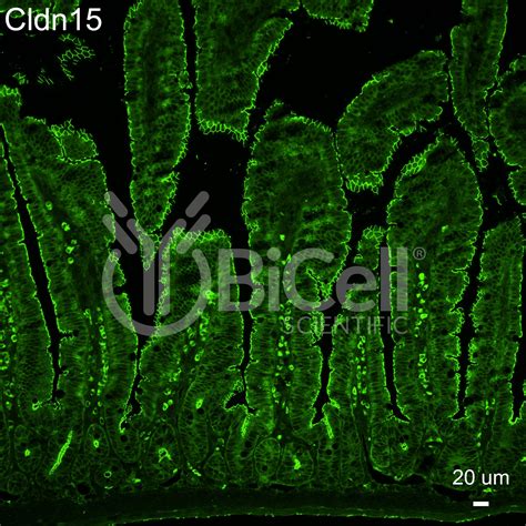 claudin  cldn monoclonal antibody  clone bicell scientific