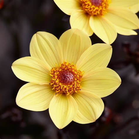 shop dahlia happy single party   parkers