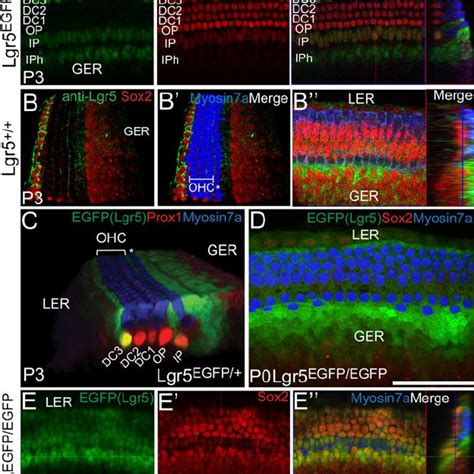 Lgr Egfp Expression In Specific Supporting Cells In The Neonatal And