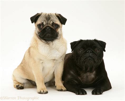 Dogs Fawn And Black Pugs Photo Wp18054