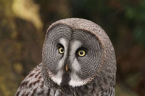 Lapland Owl Also Known As Great Grey Owl Strix Nebulosa Photo