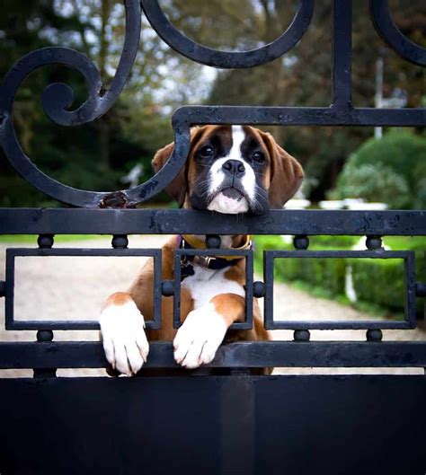 Are Boxers Easy to Train? - Embora Pets