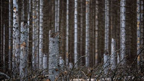 Waldsterben Bund für Umwelt und Naturschutz zieht katastrophale Bilanz