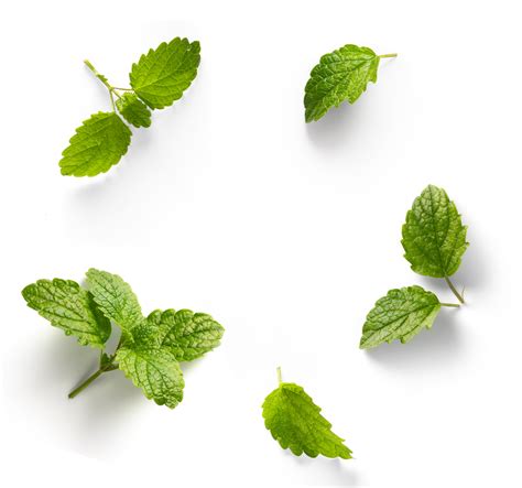 Fresh Mint Leaves With Real Transparent Shadow Isolated On Transparent