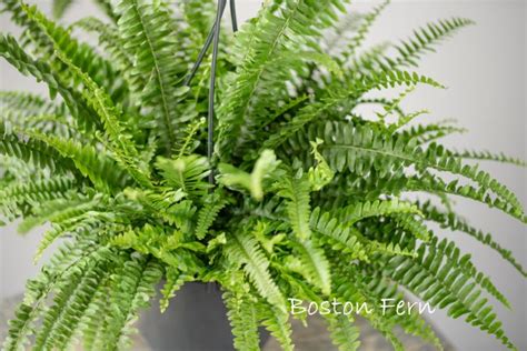 The Best Ferns To Grow Indoors Hgtv Med Tu Ac Th