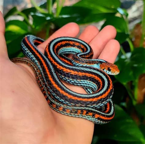 The Reptile Report On Instagram Mattandeve Shows Off The Stellar