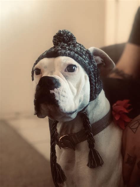 My Deaf Boxer Harley Wearing Her New Beanie Rboxers