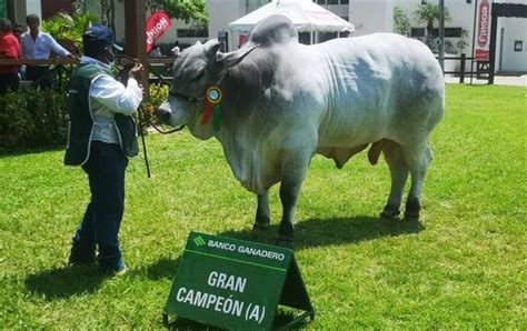 Neptuno FIV es el Gran Campeón de la raza Nelore en Expocruz 2021