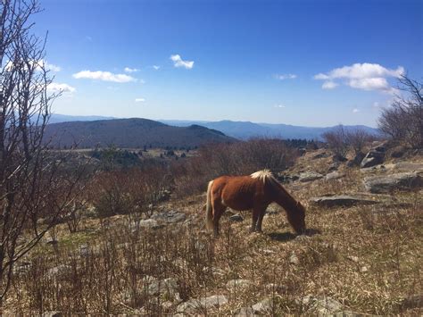 Grayson Highlands State Park Mt Rogers Va Usa Rhiking