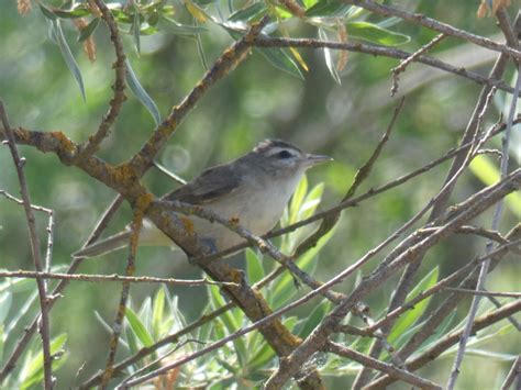 Geotripper S California Birds Warbling Vireo On The Tuolumne River