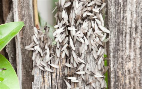 Flying Ants Or Swarming Termites In My Bonita Springs Home Northwest