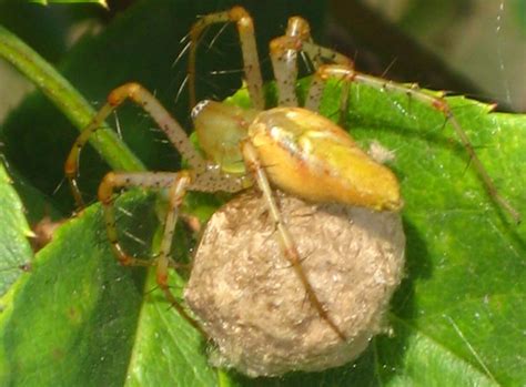 Green Lynx Spider with Egg Sac - What's That Bug?