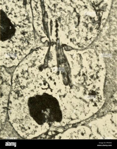 Mitocondria microscopio óptico fotografías e imágenes de alta