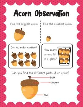 Acorn Activity Printables Pack By Julie Naturally Natural Science