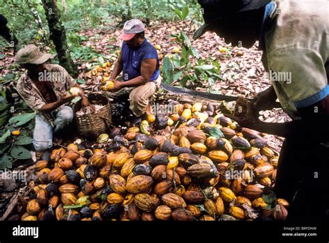 Method Of Harvesting Cocoa at Pam Kirkland blog