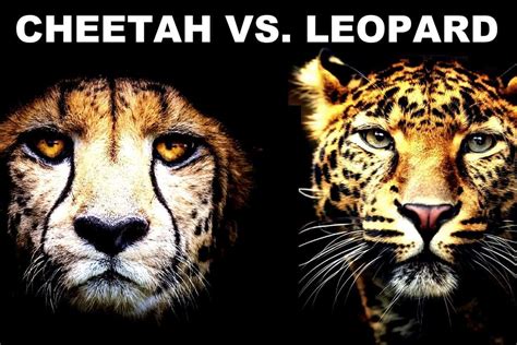 Cheetah vs. Leopard: What’s the Difference? | Ultimate Kilimanjaro