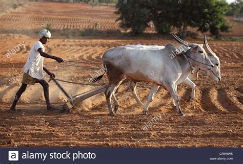 Pictures Of Indian Farmers Working In Fields