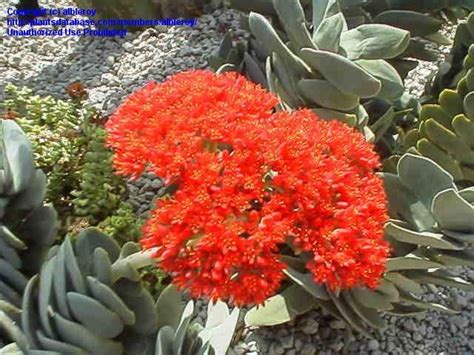 Plantfiles Pictures Crassula Species Airplane Plant Buddha S Temple Propeller Plant Red