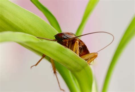 Bugs That Look Like Cockroaches But Arent Pictures And