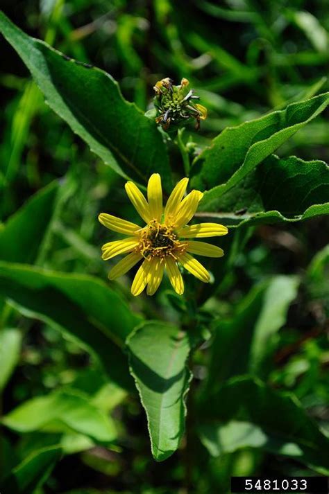 Wholeleaf Rosinweed Silphium Integrifolium