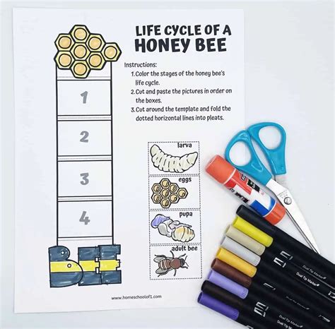 Life Cycle Of A Bee Worksheet 8 Free Printables