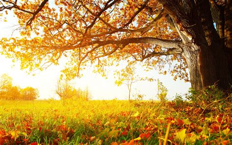 Hintergrundbilder Sonnenlicht Bäume Landschaft fallen Blätter