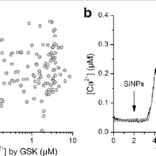 Trpv Does Not Mediate The Increase In Basal Ca I Induced By