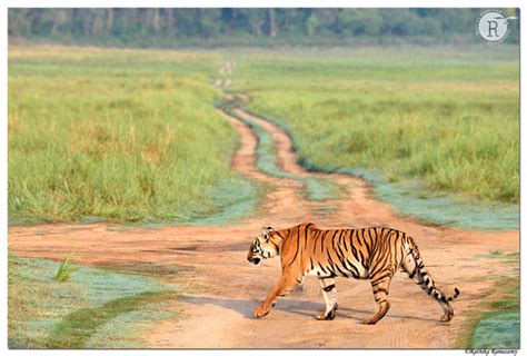 Rathika Ramasamys Wildlife Photography Jim Corbett National Park