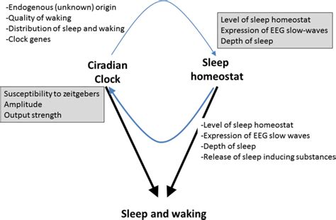 Sleep Pressure And Homeostatic Sleep Drive What Makes You Sleepy And