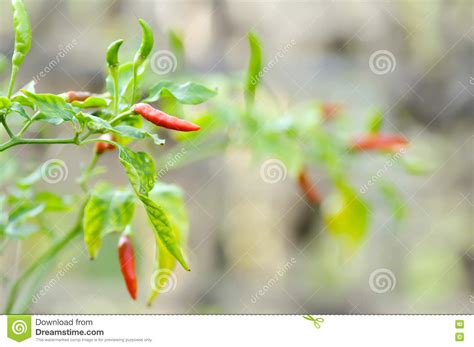 Pianta Della Paprica Pianta Del Peperoncino Rosso O Capsicum