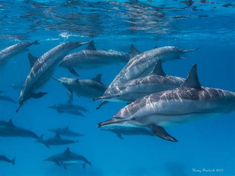 Delfine Foto And Bild Unterwasser Uw Salzwasser Natur Kreativ Bilder