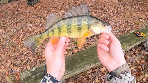 How To Catch Jumbo Perch Youtube