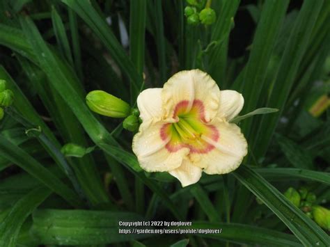 Daylily Hemerocallis Siloam Baby Doll In The Daylilies Database