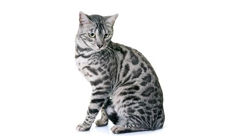 Silver Bengal Cats