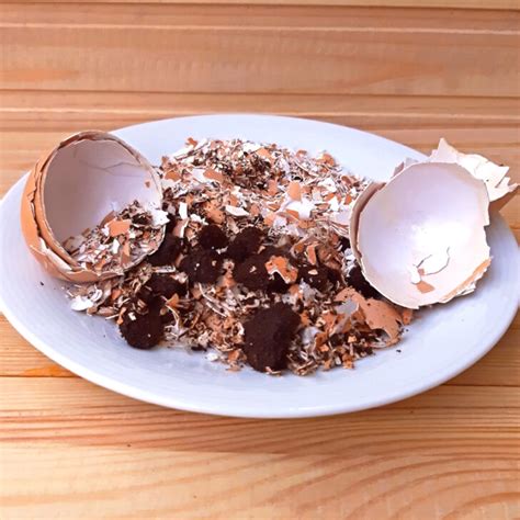 Saving Egg Shells And Coffee Grounds Power Plants For Free