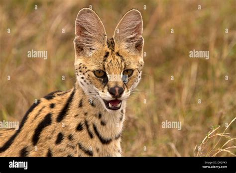 Serval Gato Leptailurus Serval Fotograf As E Im Genes De Alta