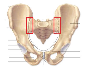 Pelvis Flashcards