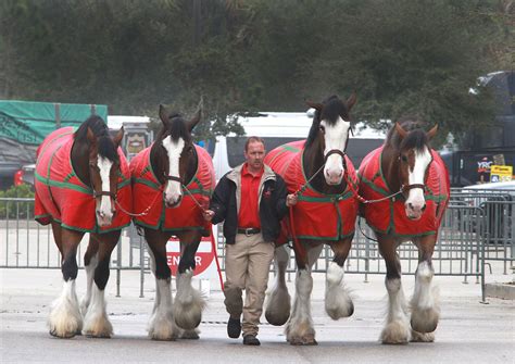 Budweiser Clydesdale Horses Height