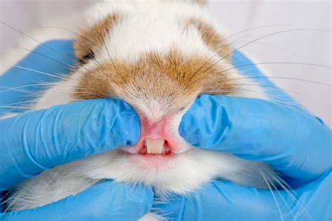 Rabbit Dental Health What To Do With A Broken Tooth